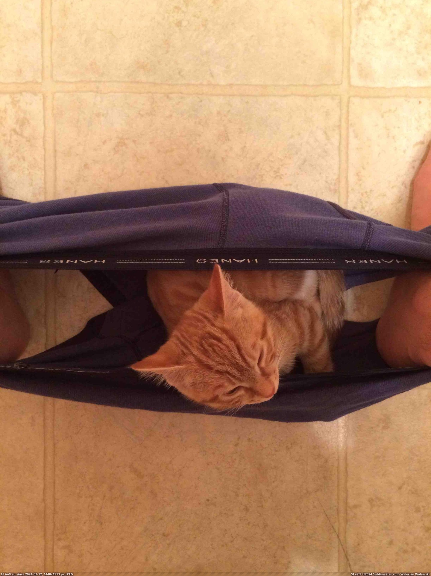#Cats #Way #Finds #Man [Cats] My little man always finds a way to be near me Pic. (Изображение из альбом My r/CATS favs))