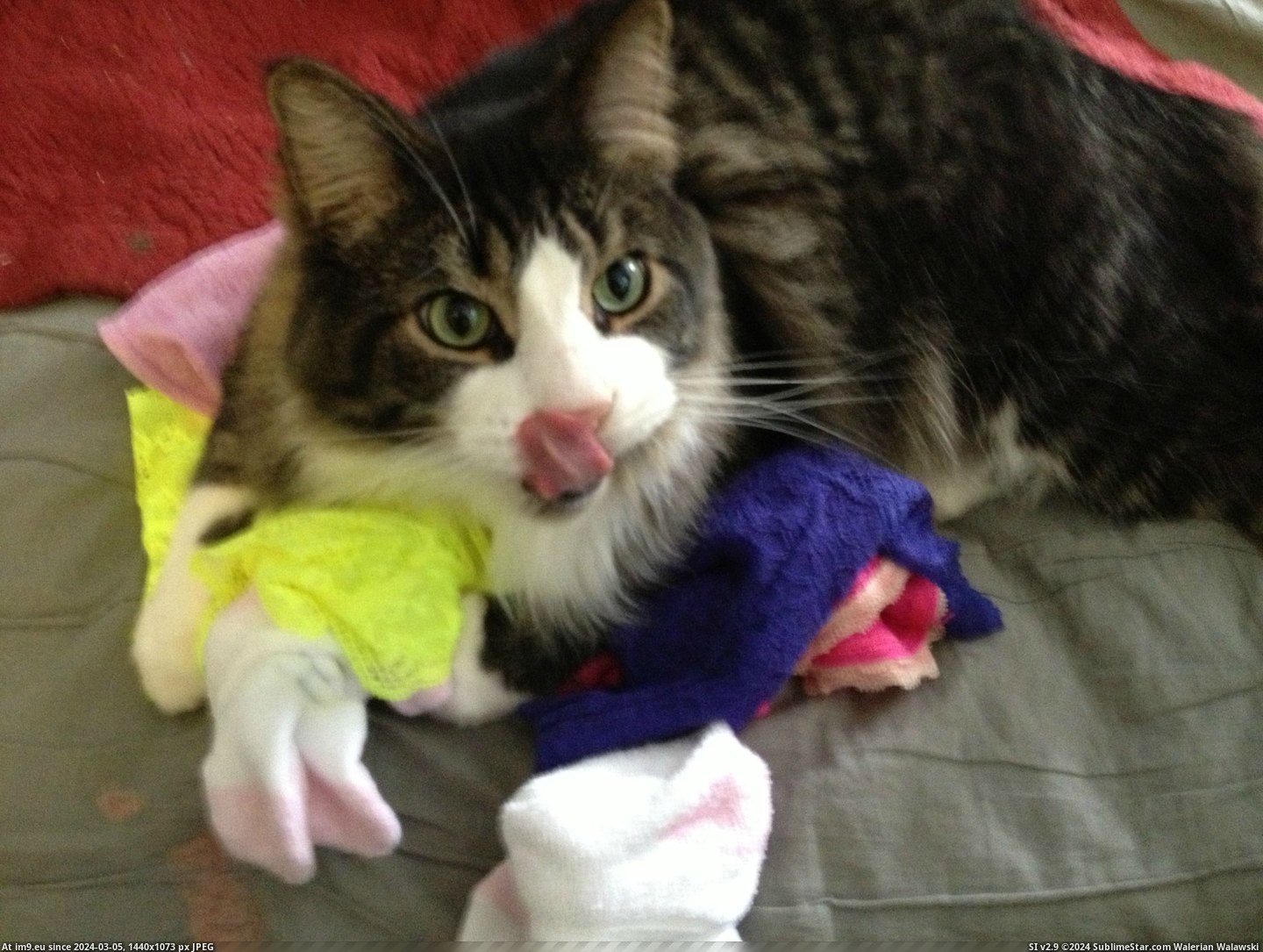 #Cats #Pervert #Henry [Cats] My little pervert, Henry. Pic. (Bild von album My r/CATS favs))