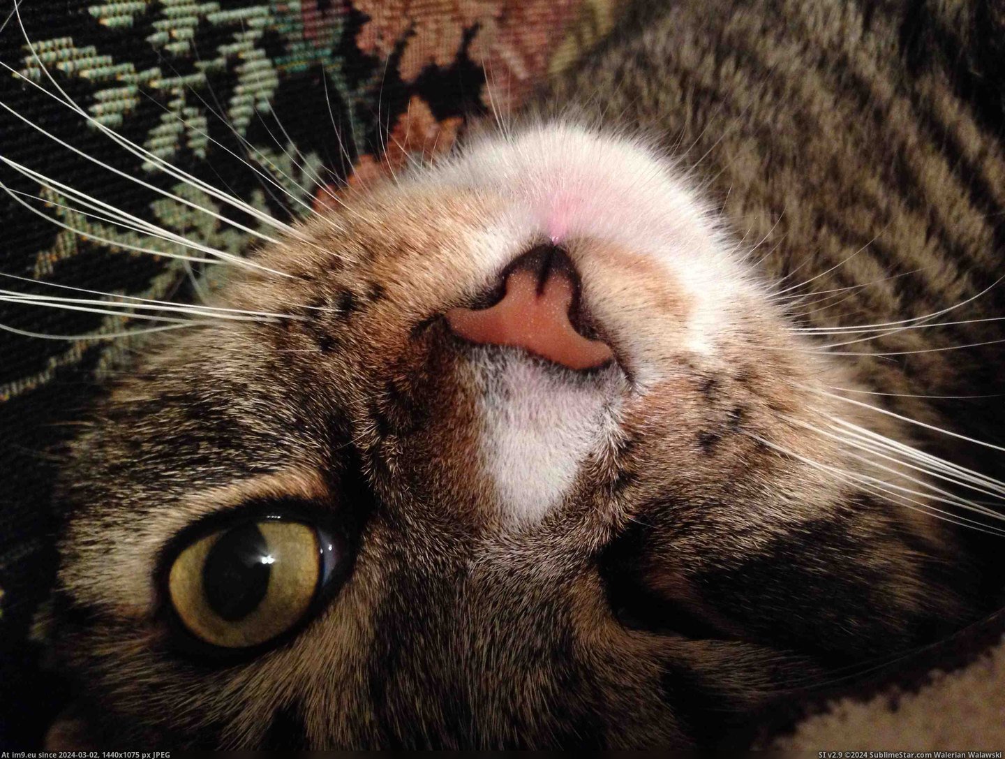 #Cats  #Weirdo [Cats] My little weirdo Pic. (Obraz z album My r/CATS favs))