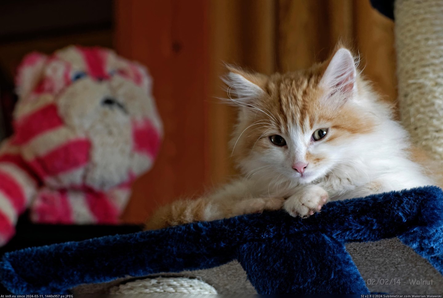 #Cats #Kitten #Walnut #Mistoffelees #Maine #Coon [Cats] My Maine Coon Kitten, Walnut Mistoffelees Pic. (Obraz z album My r/CATS favs))