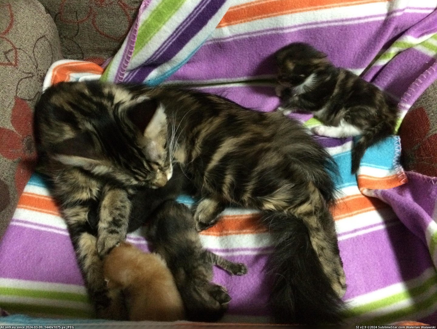 #Cats #Great #Kitten #Local #Choice #Coon #Momma #Abandoned #Kittens #Shelter #Maine [Cats] My Maine Coon momma only had 1 kitten, a local shelter had 3 abandoned kittens; we made a great choice. Pic. (Изображение из альбом My r/CATS favs))