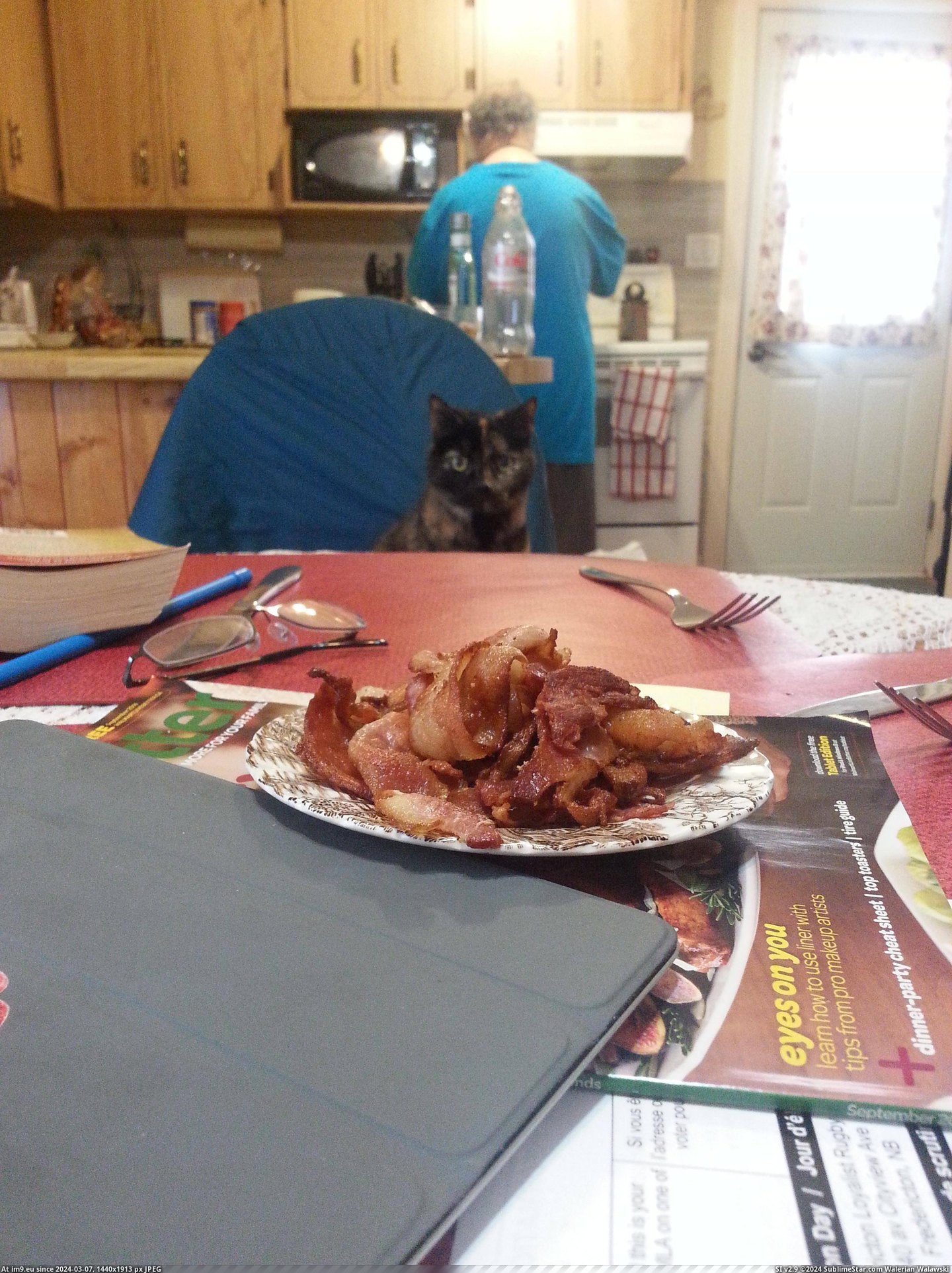 #Cats #Boyfriend #Bacon #Mom [Cats] My mom's boyfriend made bacon.. Pic. (Image of album My r/CATS favs))