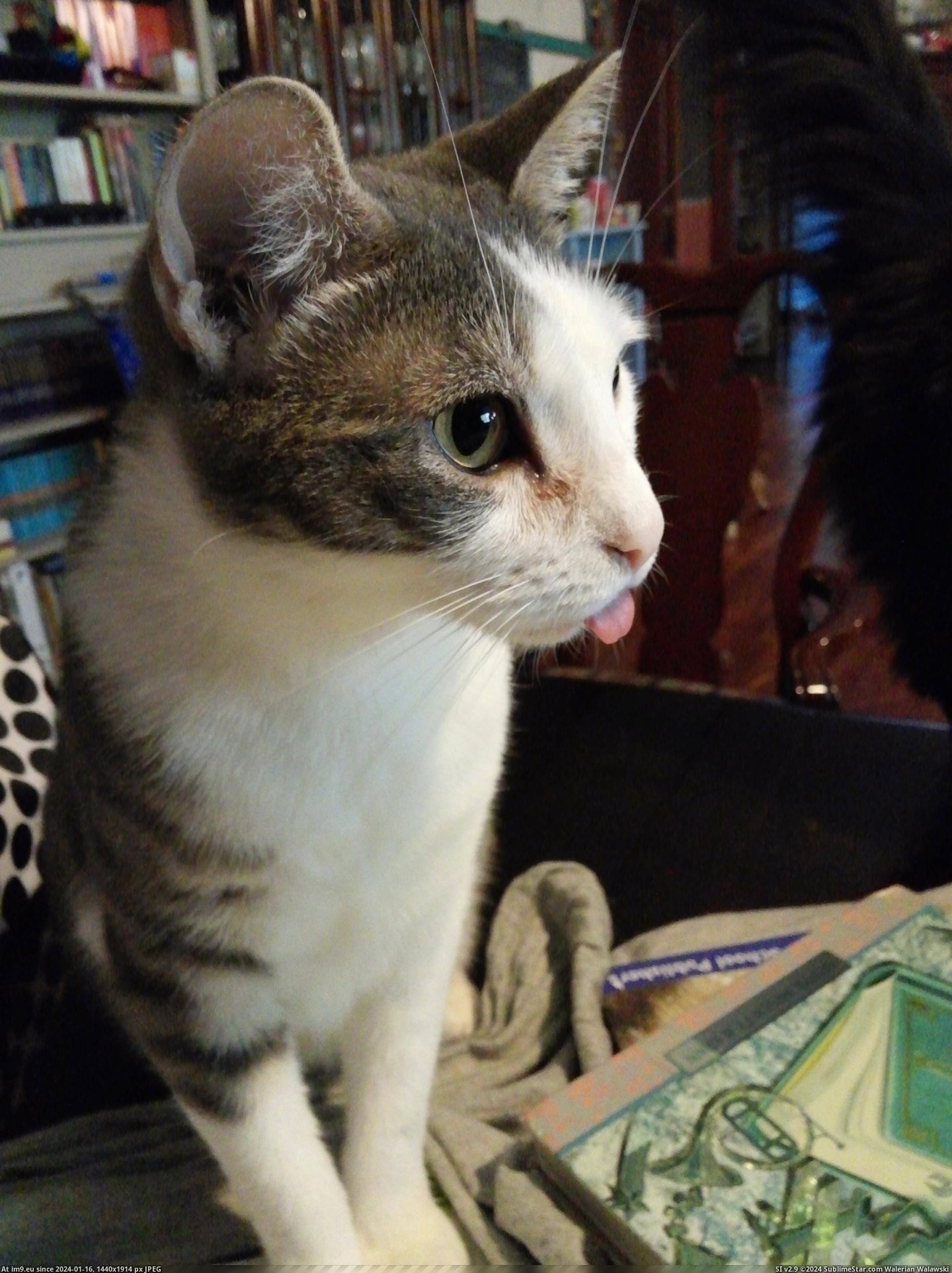 #Cats  #Derp [Cats] My own little derp derp. Pic. (Image of album My r/CATS favs))