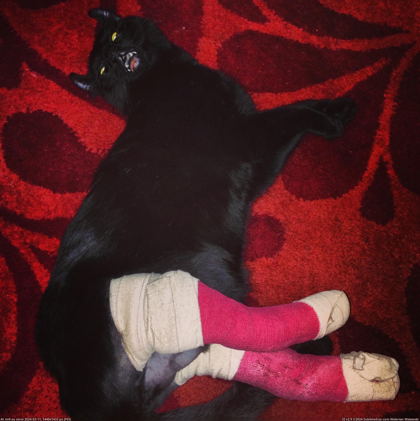 #Cats #Legs #Meet #Stories #Walks #Fuckin #Roommates #Kitty #Fell #Broke [Cats] My roommates kitty fell 80 ft, 5 stories and broke both back legs but today he walks!!! Meet 'Fuckin' Kitty'!!! 6 Pic. (Image of album My r/CATS favs))