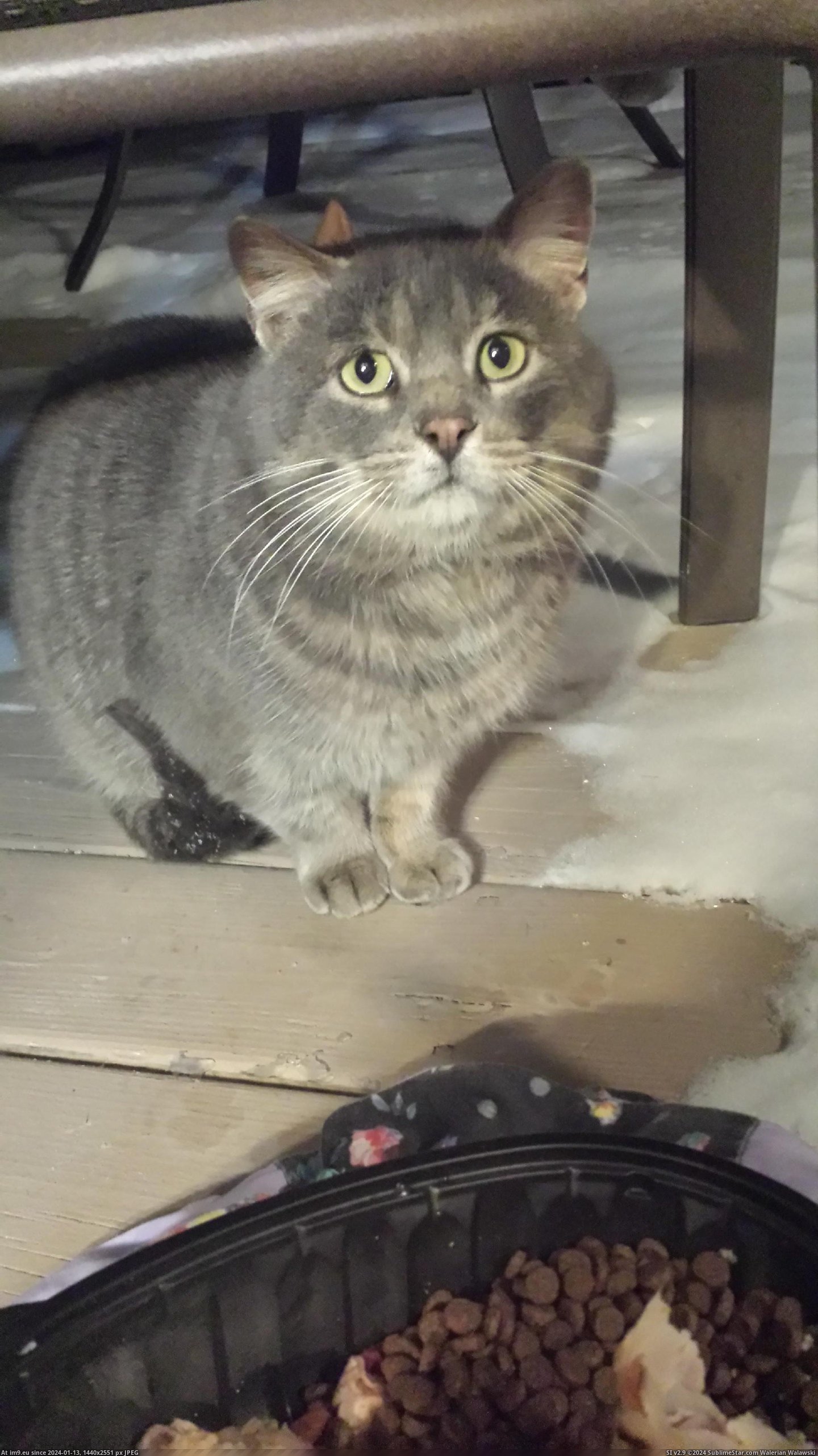[Cats] My sad looking stray that refuses to come inside. I always make sure he has food and share good scraps as frequently as p (in My r/CATS favs)