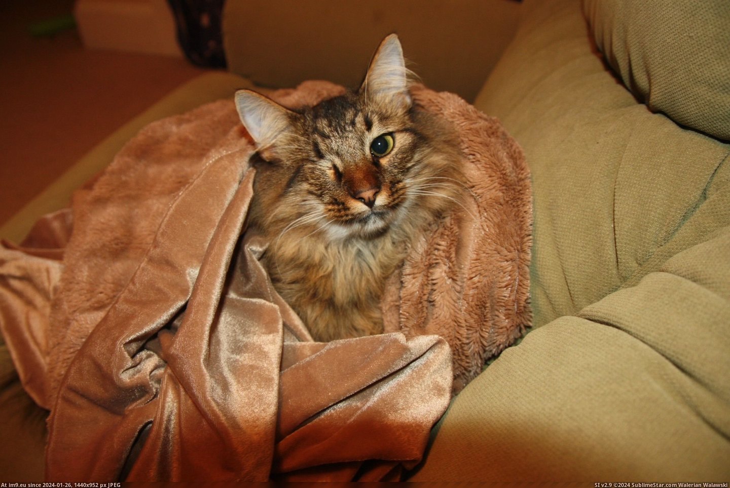 #Cats #Kitty #Wrapped #Fluffy #Soft #Blanket [Cats] my soft, fluffy kitty wrapped up in my soft, fluffy blanket Pic. (Bild von album My r/CATS favs))