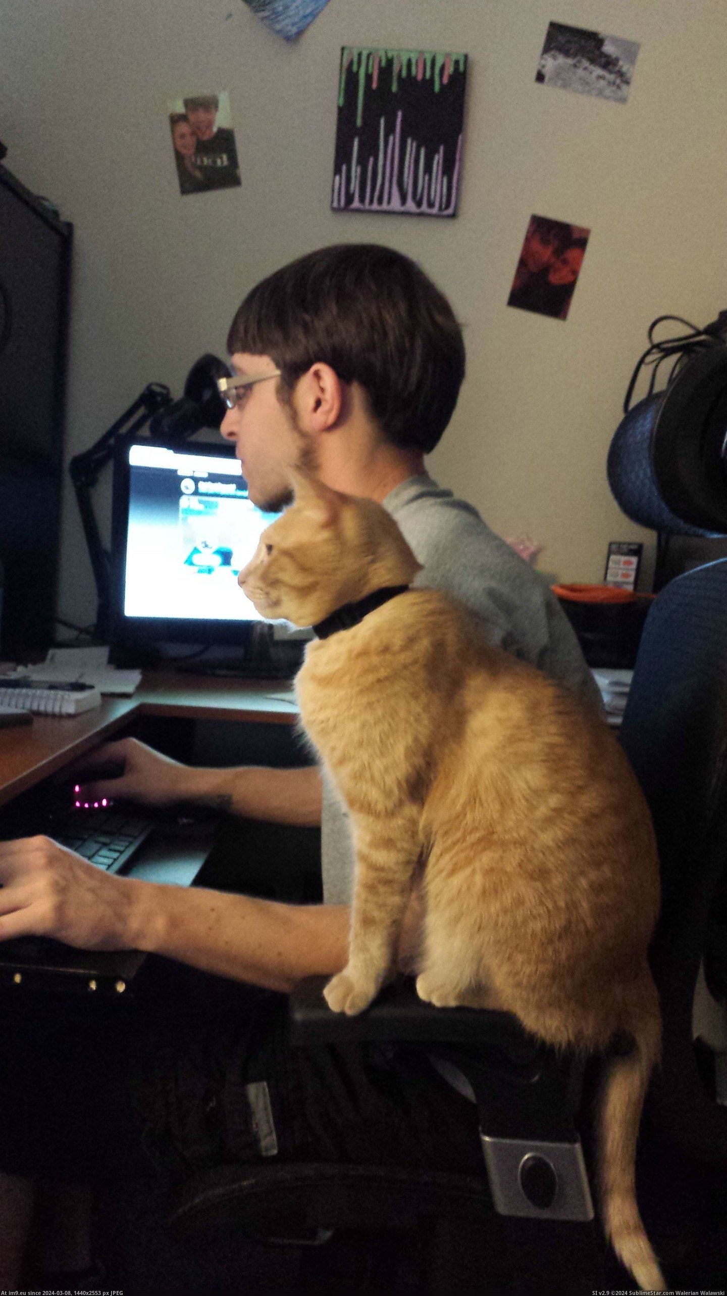 #Cats #Guys #Computer #Nerds #Two #Favorite [Cats] My two favorite guys being computer nerds Pic. (Изображение из альбом My r/CATS favs))