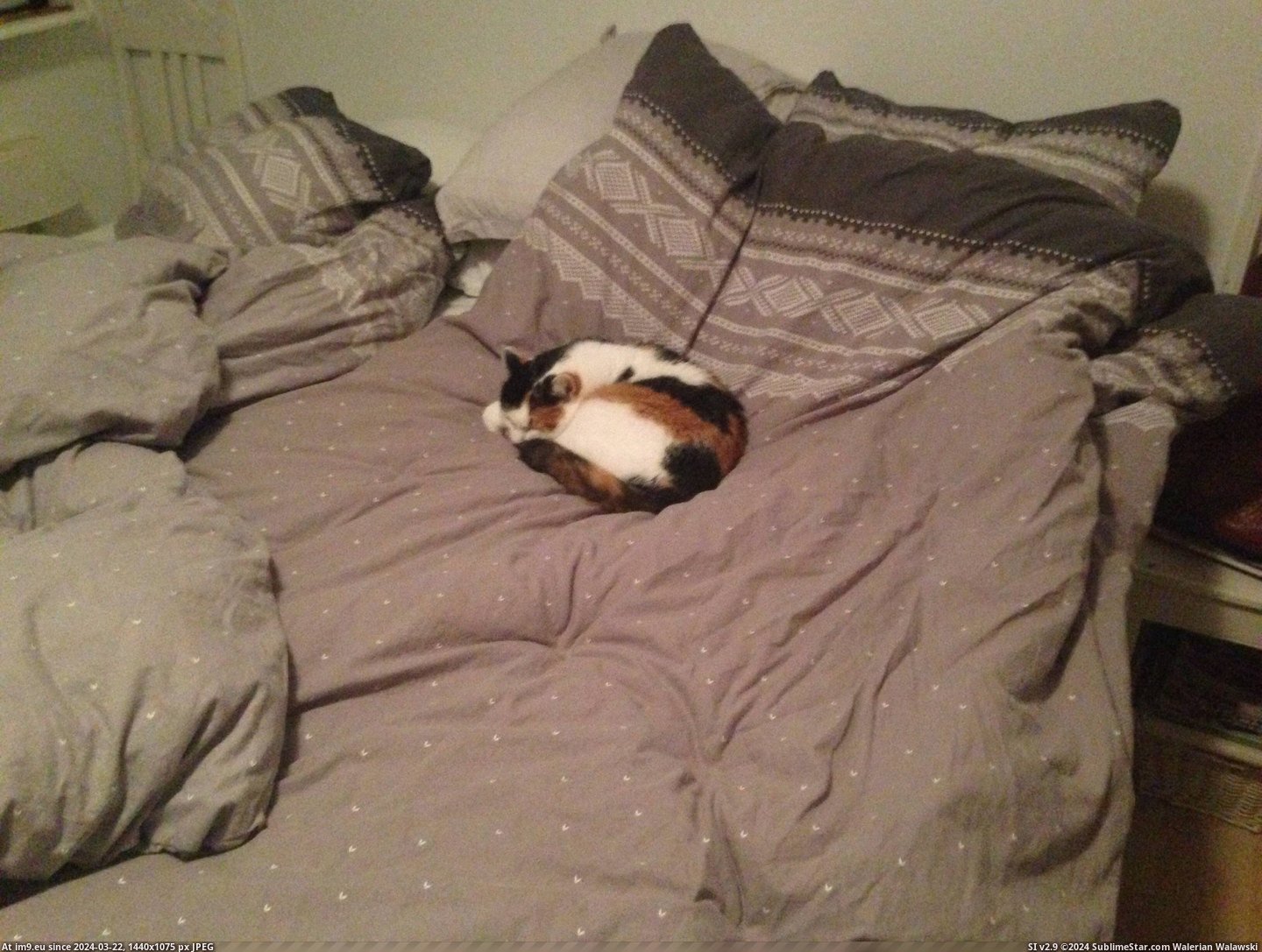 #Cats #Can #Floor #Problem #Sleep [Cats] No problem, I can sleep on the floor Pic. (Image of album My r/CATS favs))