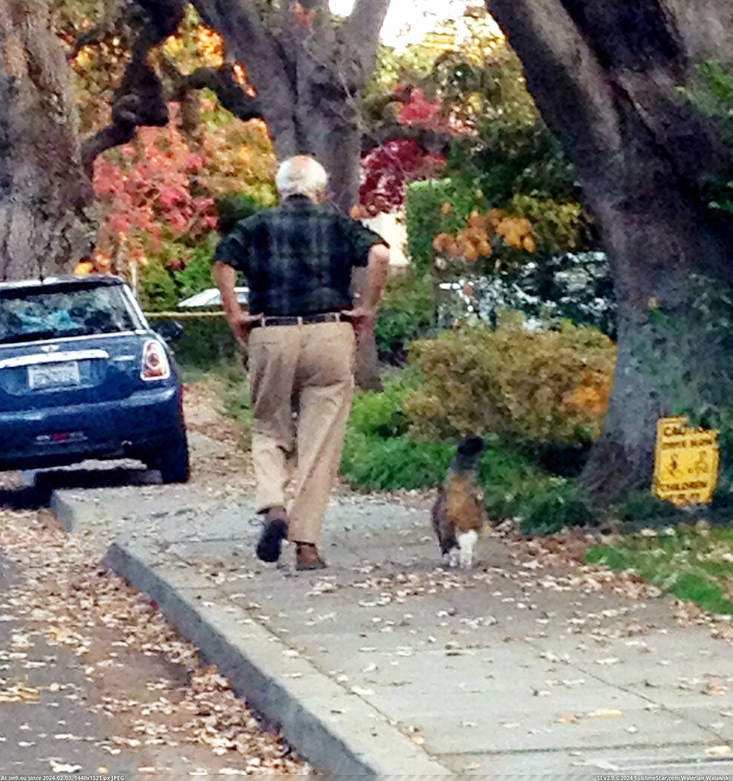 #Cats #Cat #Neighborhood #Everyday #Walks #Old #Man [Cats] Old man walks with his cat everyday around the neighborhood... Pic. (Obraz z album My r/CATS favs))