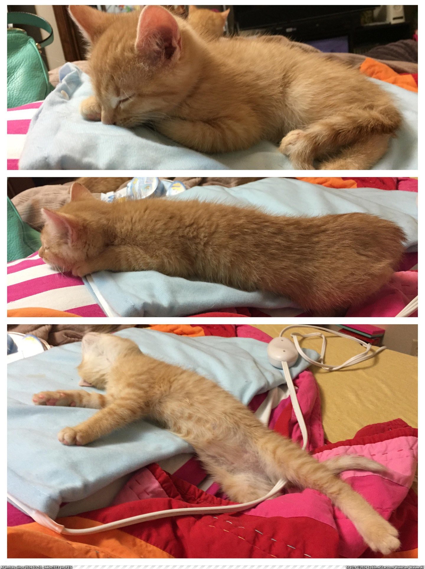 #Cats #Positions #Heating #Warmed #Olivia #Pad [Cats] Olivia's positions as she warmed up on the heating pad Pic. (Изображение из альбом My r/CATS favs))