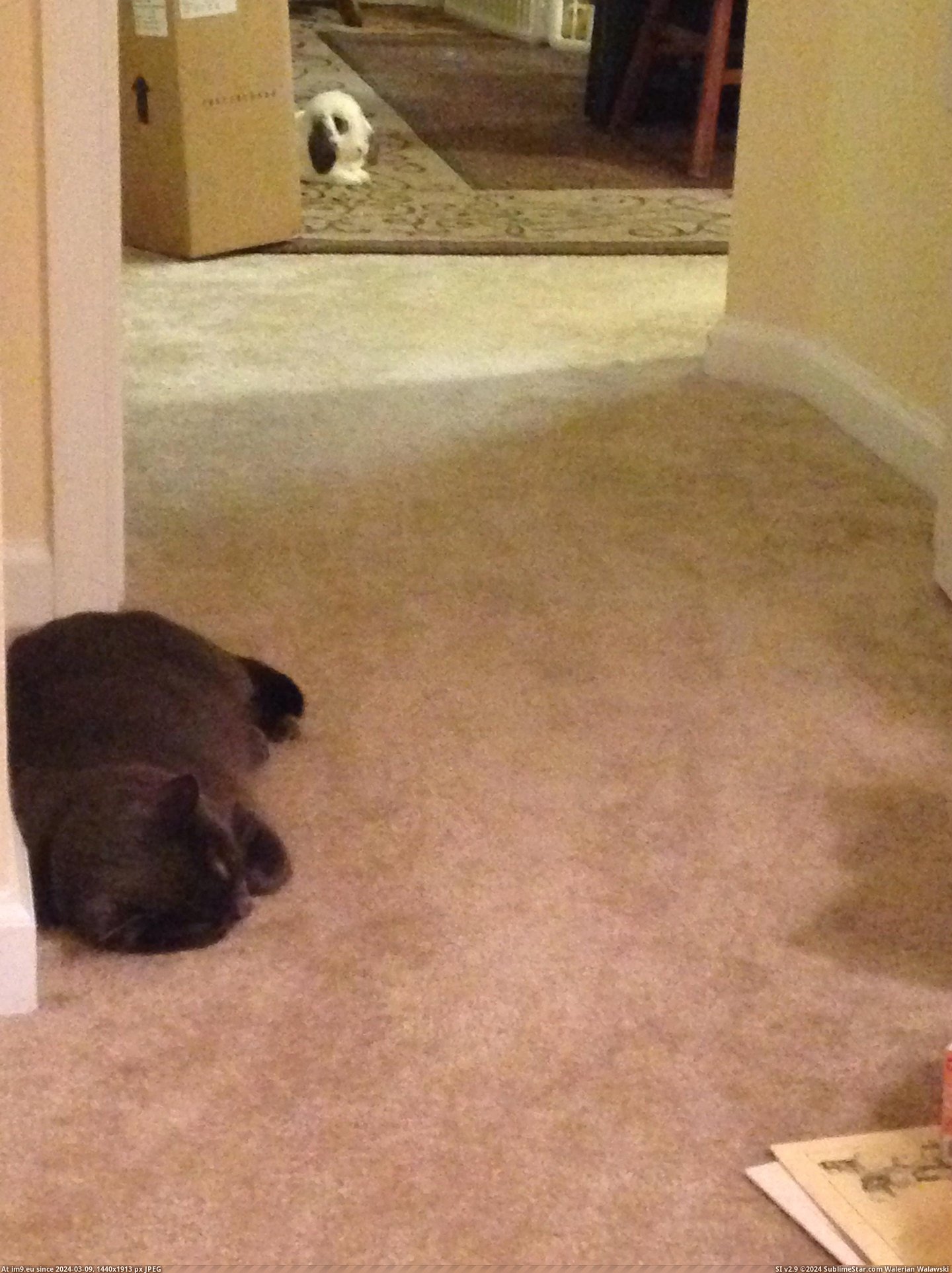#Cats #Cat #Good #Asleep #Predator #Stalking #Routinely #Our #Falls #Rabbit [Cats] Our cat routinely falls asleep while stalking our rabbit. I don't think he'd make a very good predator. Pic. (Image of album My r/CATS favs))