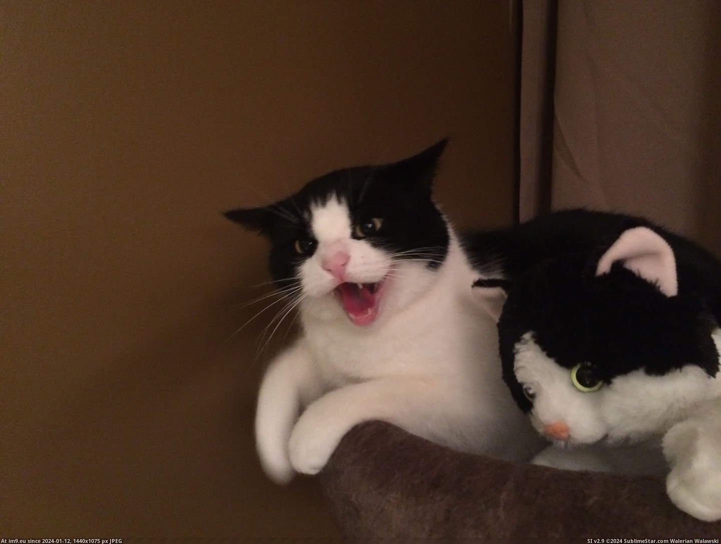 #Cats #Ozzy #Twin [Cats] Ozzy and her little twin 1 Pic. (Image of album My r/CATS favs))