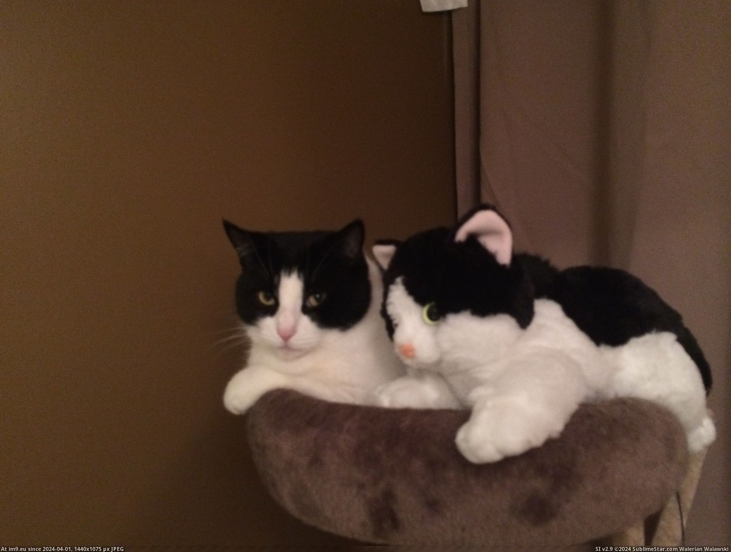#Cats #Ozzy #Twin [Cats] Ozzy and her little twin 2 Pic. (Obraz z album My r/CATS favs))