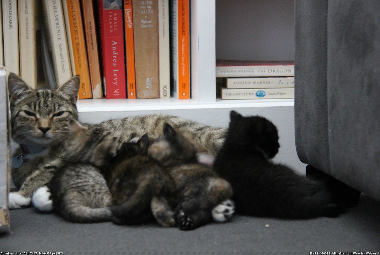 #Album #Photo #Gorgeous #Kittens #Cats #Cat [Cats] Photo album of my cat and her gorgeous kittens! 3 Pic. (Obraz z album My r/CATS favs))