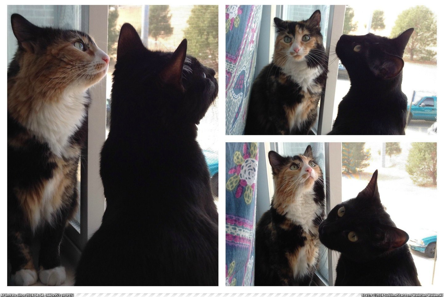 #Cats #Kitties #Springtime #Pretty [Cats] Pretty kitties, springtime kitties Pic. (Obraz z album My r/CATS favs))
