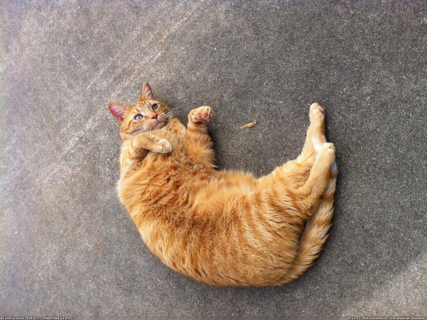 #Cats #Giving #Rampage #Scratch #Concrete [Cats] Rampage giving himself a little concrete back scratch. Pic. (Bild von album My r/CATS favs))