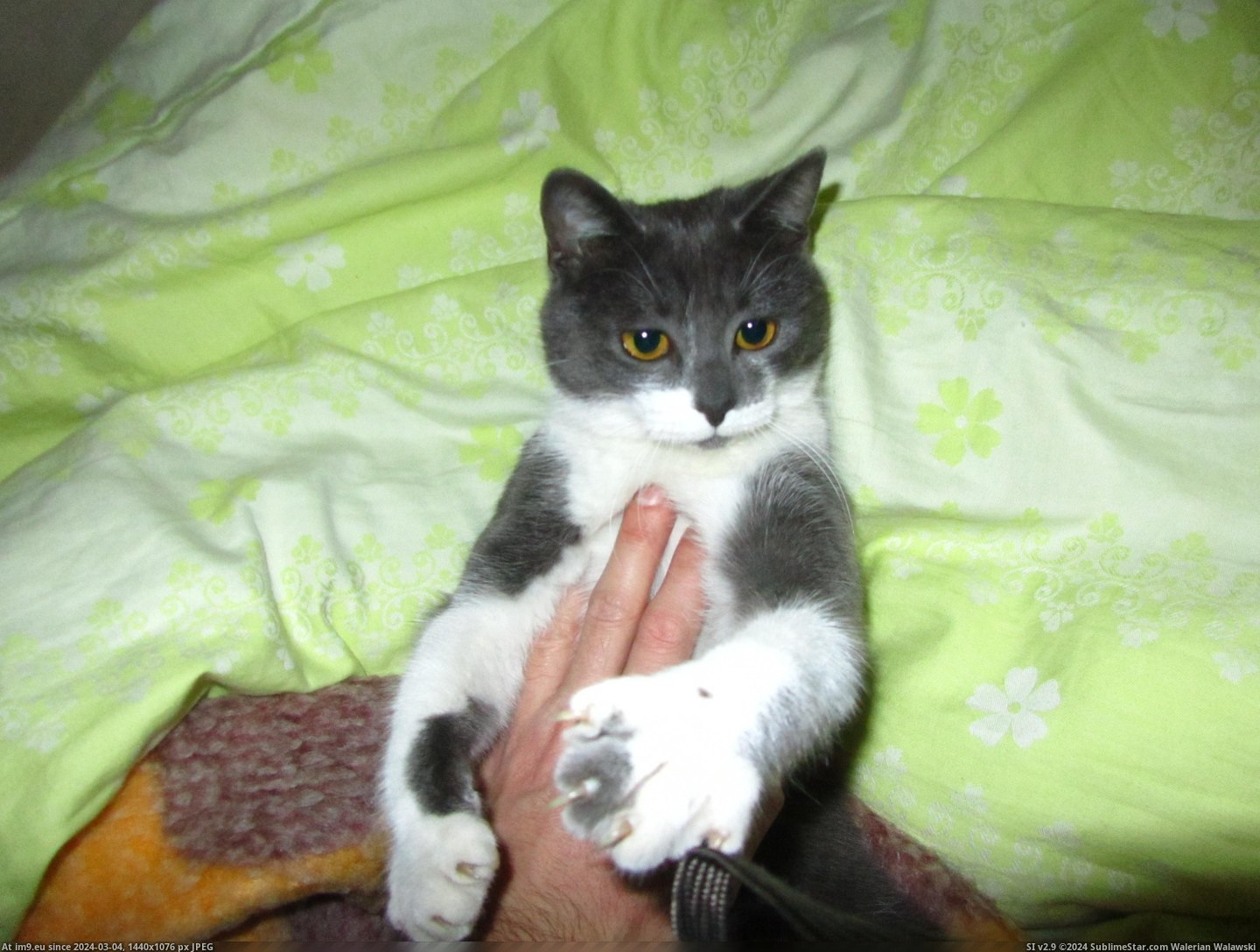 #Cats #Viki #Meet [Cats] Reddit, meet Viki. Pic. (Bild von album My r/CATS favs))