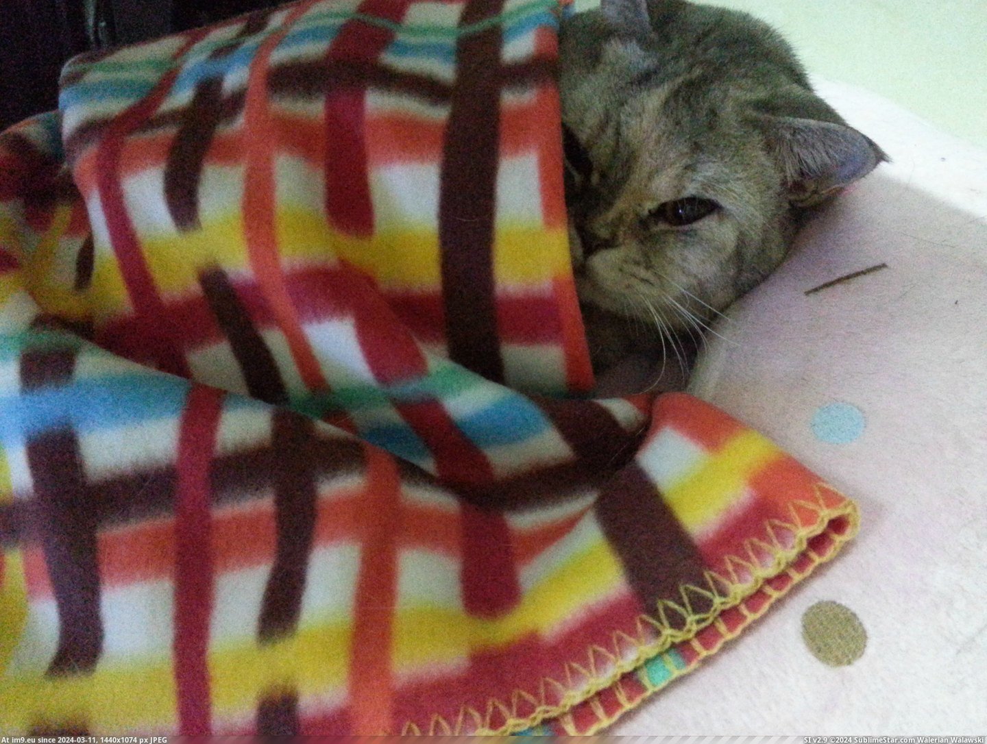 #Cats #Got #Weather #Blanket #Hated #She #Cold [Cats] She hated cold weather so we got her a little blanket 1 Pic. (Изображение из альбом My r/CATS favs))