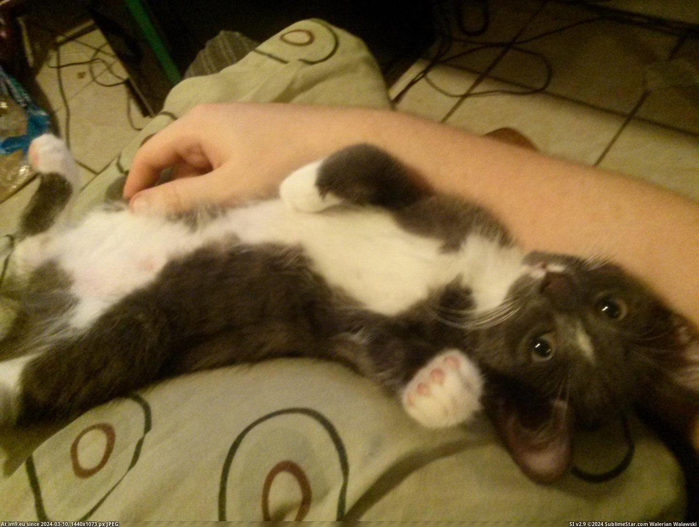 #Cats #Belly #Rubs #Likes [Cats] She likes her belly rubs! Pic. (Image of album My r/CATS favs))