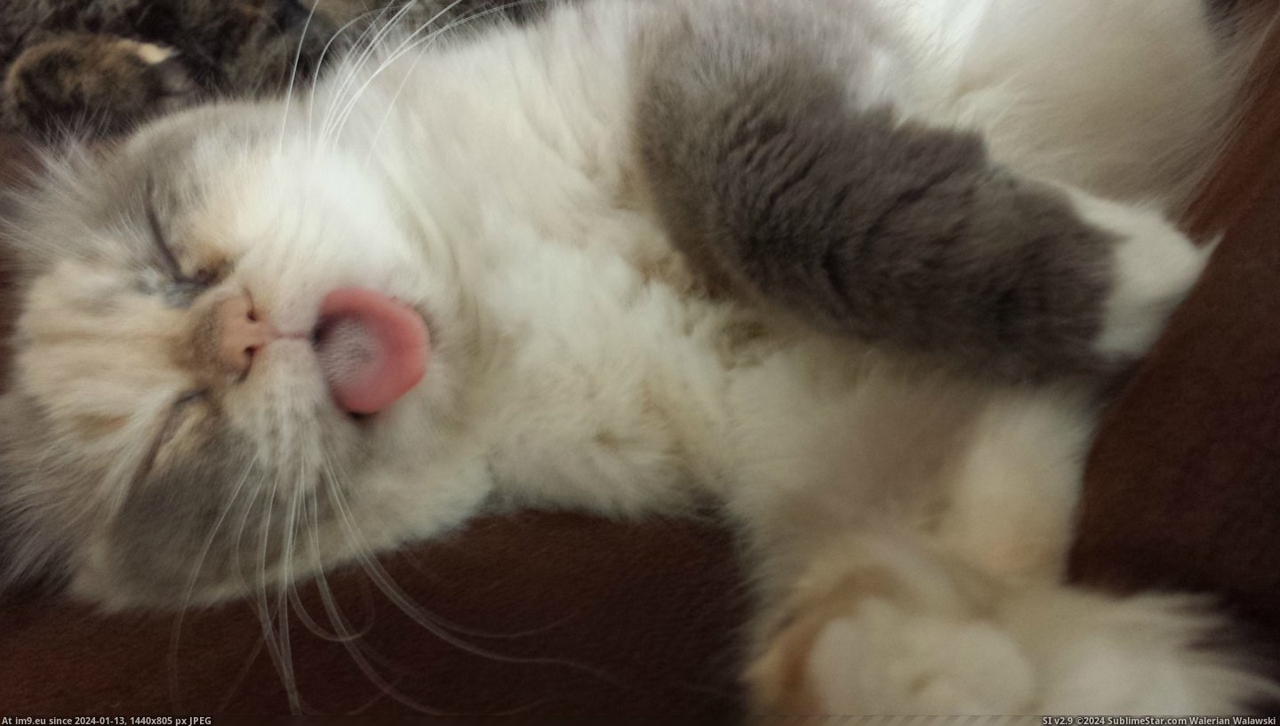 #Cats #Was #Out #She #Sticking #Shutter #Peacefully #Tongue #Camera #Sleeping #Heard [Cats] She was sleeping peacefully with her tongue sticking out until she heard the shutter click of my camera. 1 Pic. (Image of album My r/CATS favs))