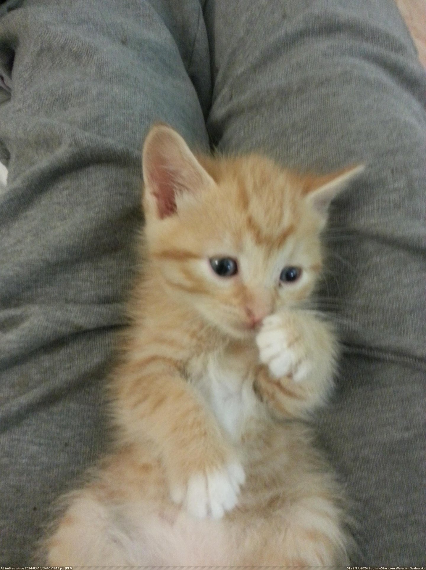 #Cats  #Simon [Cats] Simon says... hi! 3 Pic. (Bild von album My r/CATS favs))