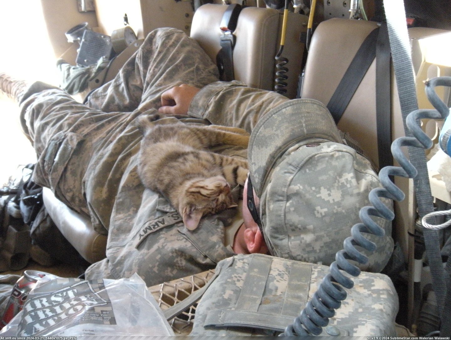 #Cats #You #Kitty #Veterans #Maxpro #Day #Present [Cats] Since it's Veterans day, I present to you...Maxpro kitty. 1 Pic. (Bild von album My r/CATS favs))