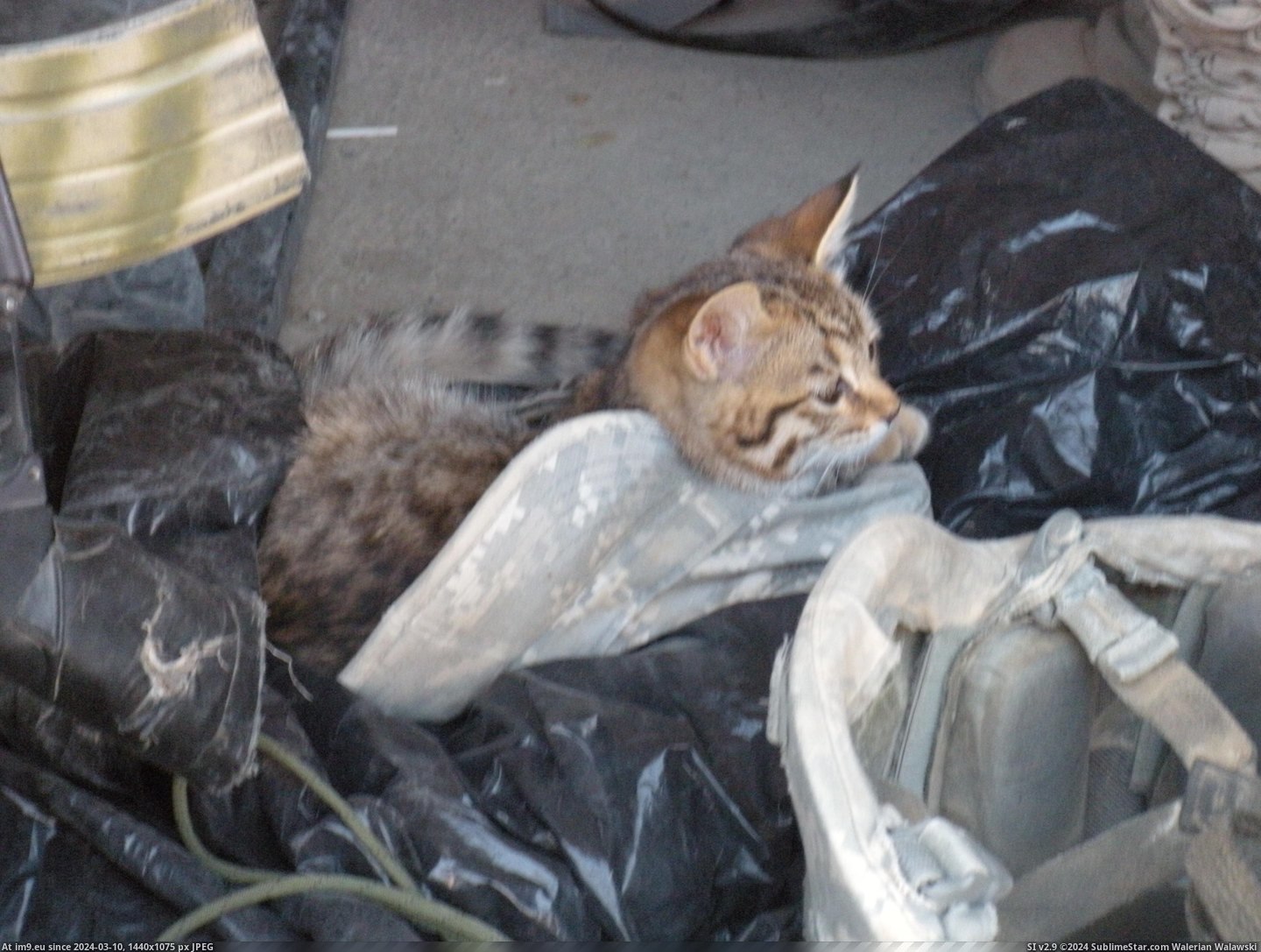#Cats #You #Kitty #Veterans #Maxpro #Day #Present [Cats] Since it's Veterans day, I present to you...Maxpro kitty. 4 Pic. (Obraz z album My r/CATS favs))