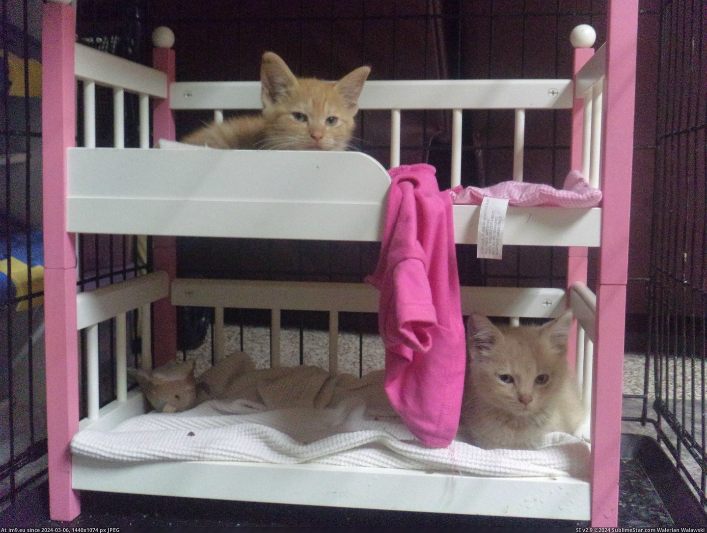 #Cats #Guys #Cosmo #Bunk #Luna #Beds [Cats] Since you guys liked Cosmo and Luna so much yesterday, here's a pic of them in their bunk beds! Pic. (Изображение из альбом My r/CATS favs))