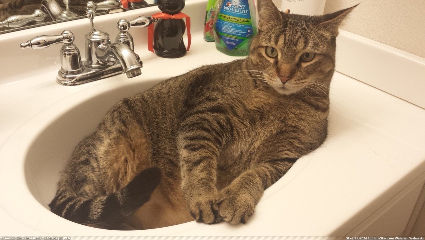 #Cats #Sink #Cat [Cats] Sink cat! Pic. (Изображение из альбом My r/CATS favs))