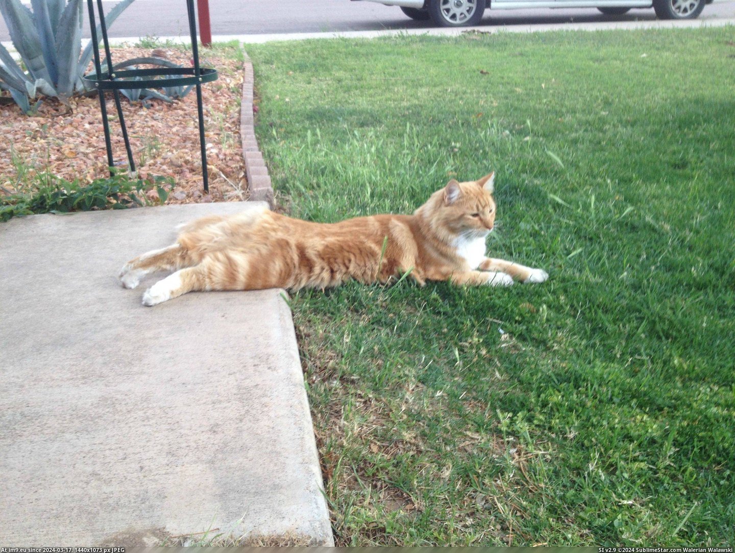 #Cats #Missed #Comfy #Grasshopper #Lunged #Sitting #Sidewalk [Cats] sitting on sidewalk, lunged at grasshopper...missed... seems comfy Pic. (Image of album My r/CATS favs))