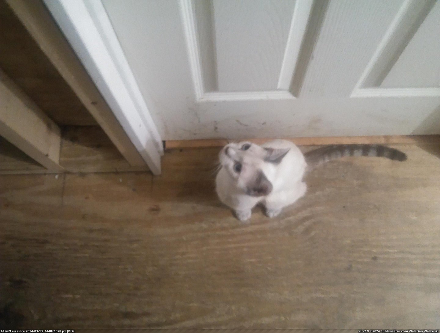 #Cats #Likes #Door #Stretching #Meowing #Sitting #Bedroom #Snowy [Cats] Snowy likes sitting outside of my bedroom door, meowing and stretching at the door until I open the door 5 Pic. (Image of album My r/CATS favs))
