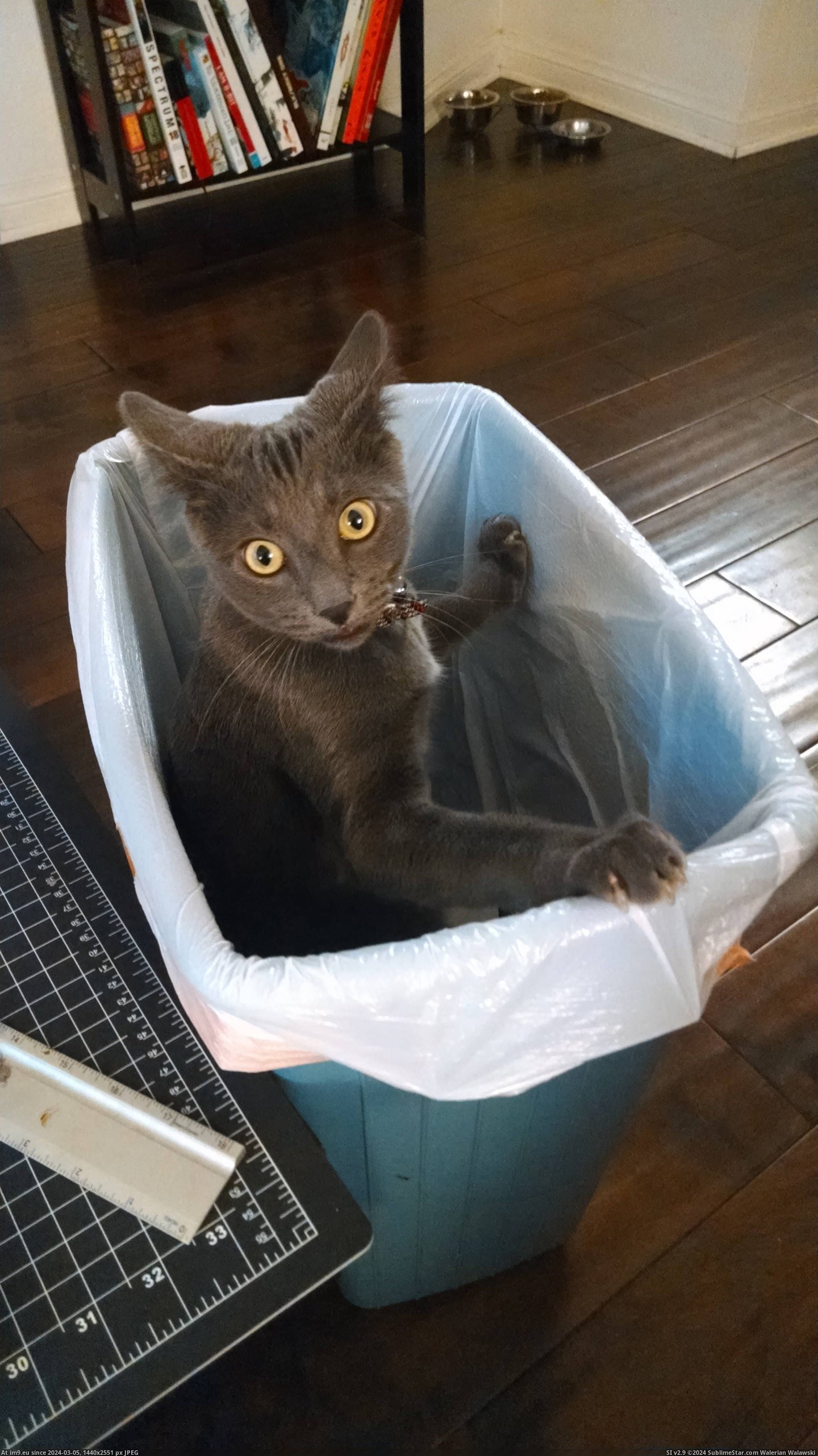 #Cats #Digging #Trash #Caught [Cats] Someone got caught trash digging Pic. (Image of album My r/CATS favs))