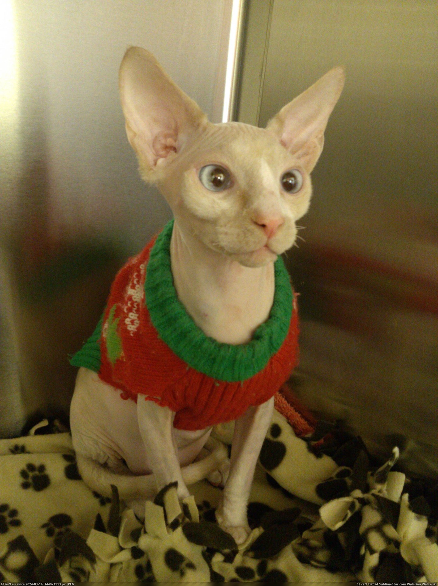 #Cats #You #Sphynx #Thang #Klause #Told #Put [Cats] Someone told me to 'put that thang on reddit.' Here you go: Klause the sphynx. Pic. (Image of album My r/CATS favs))