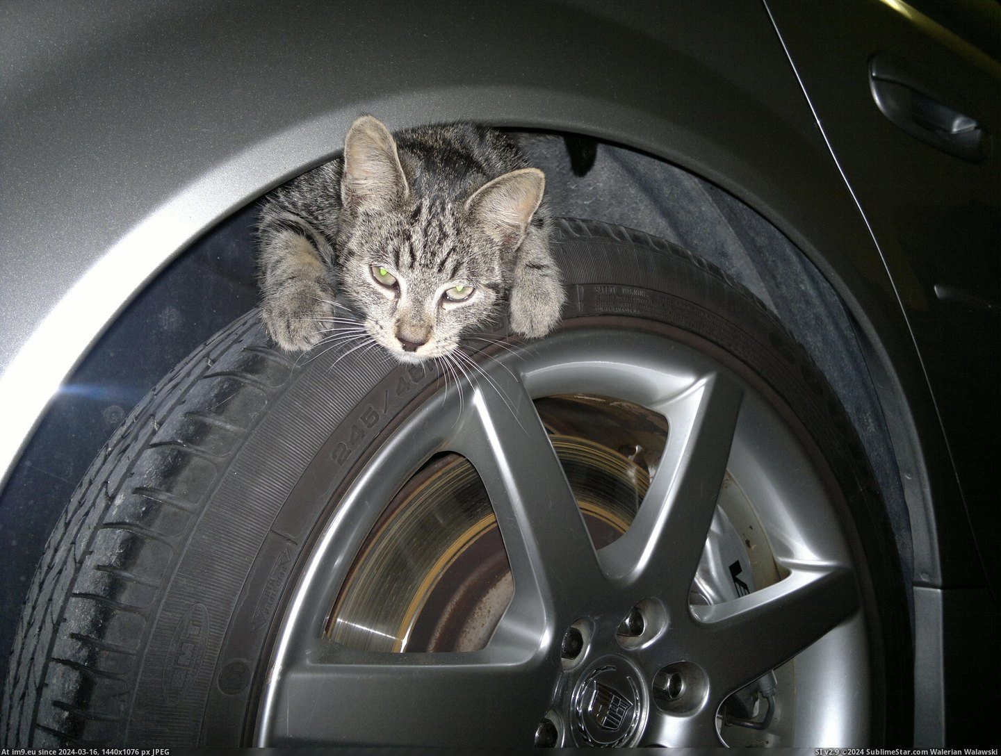 #Cats #Hiding #Wheel #Car [Cats] Something I found hiding in the wheel well of my car. 1 Pic. (Image of album My r/CATS favs))