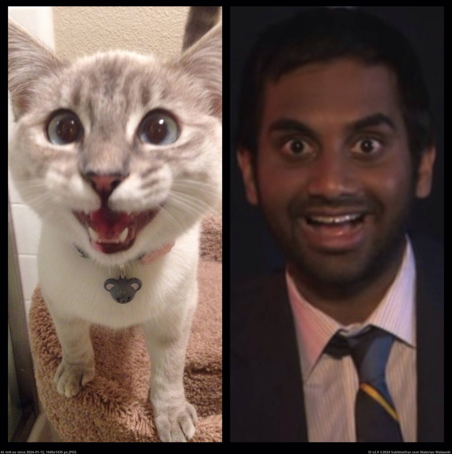 #Cats #Face #Aziz #Cat [Cats] Sometimes, my cat can do the Aziz face. Pic. (Image of album My r/CATS favs))