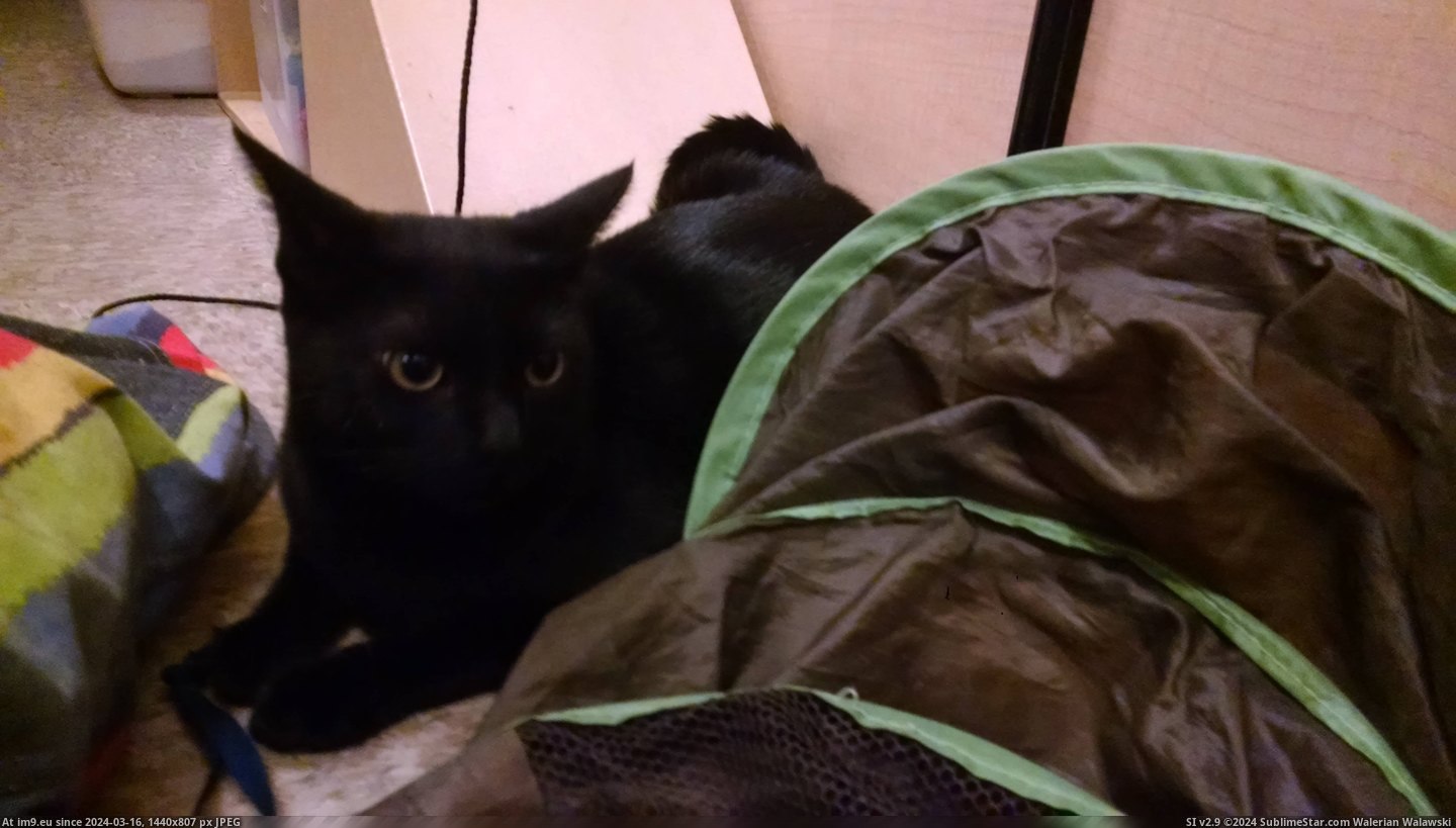 #Cats #Black #Sweet #San #Kitty #Looked #Shelter #Younger [Cats] Sonny, sweet black kitty at our San Jose adoption shelter. He is over-looked in favor of cats who are younger, or sometim Pic. (Изображение из альбом My r/CATS favs))