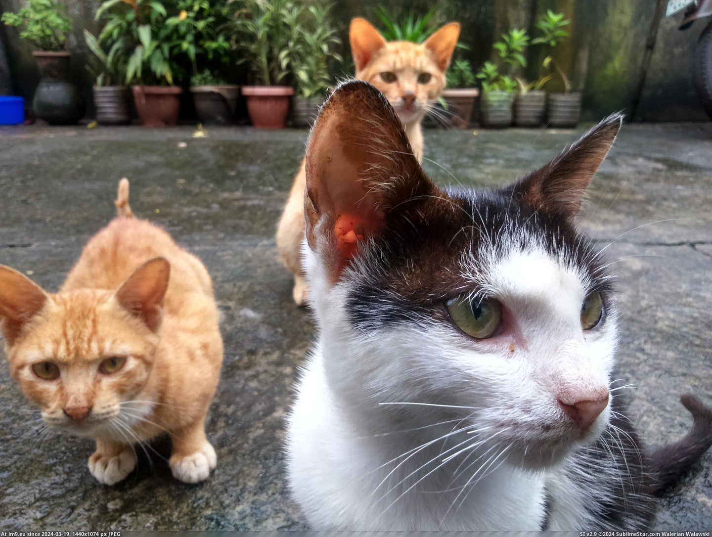 #Album #Cats #Hip #Hop #Decade #Stray #Drop [Cats] stray cats looks like they're about to drop the hip-hop album of the decade Pic. (Bild von album My r/CATS favs))