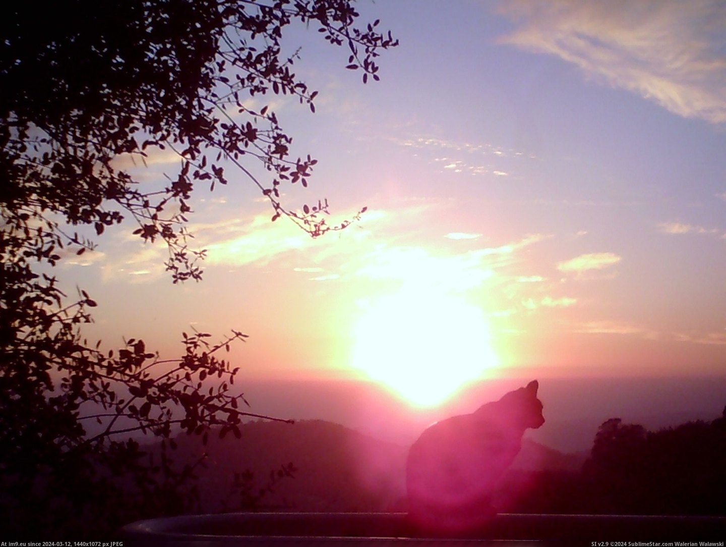 #Cats #Sunset #Cat [Cats] Sunset Cat Pic. (Obraz z album My r/CATS favs))