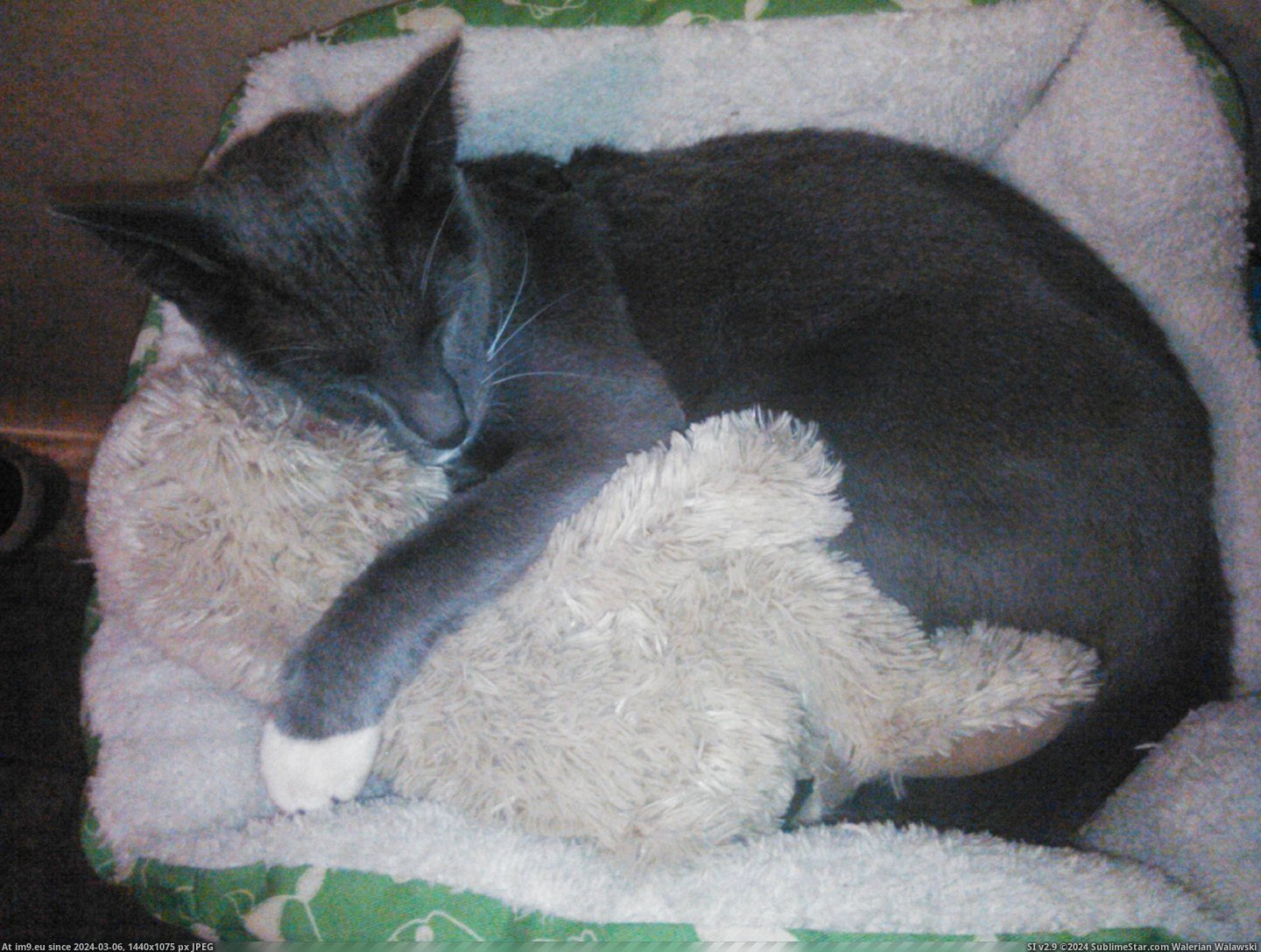 #Cats #Loves #Snuggle #Bear #Tesla [Cats] Tesla loves to snuggle with his bear Pic. (Image of album My r/CATS favs))