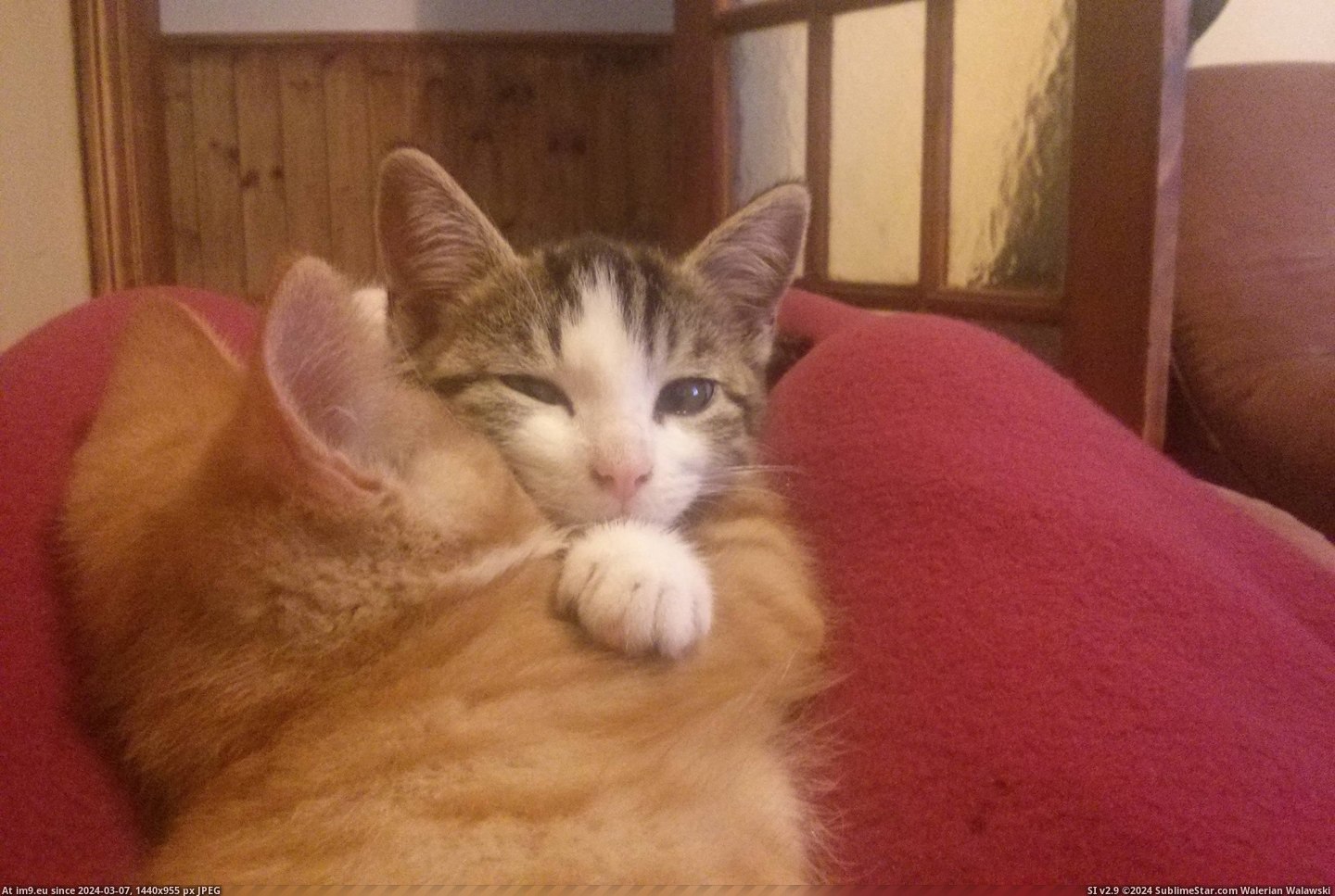 #Cats #Word #Welsh #Cwtch #Means #Cuddle [Cats] There's a word in welsh, cwtch. It means cuddle. Pic. (Image of album My r/CATS favs))