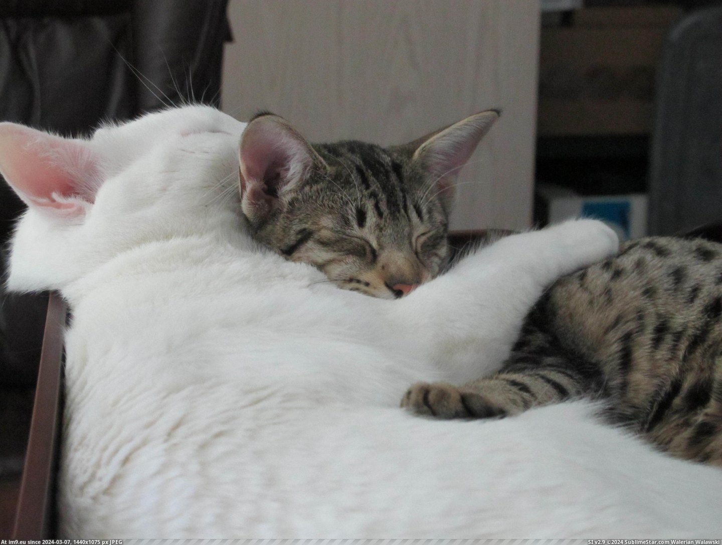 #Cats  #Inseparable [Cats] They're inseparable. 5 Pic. (Bild von album My r/CATS favs))