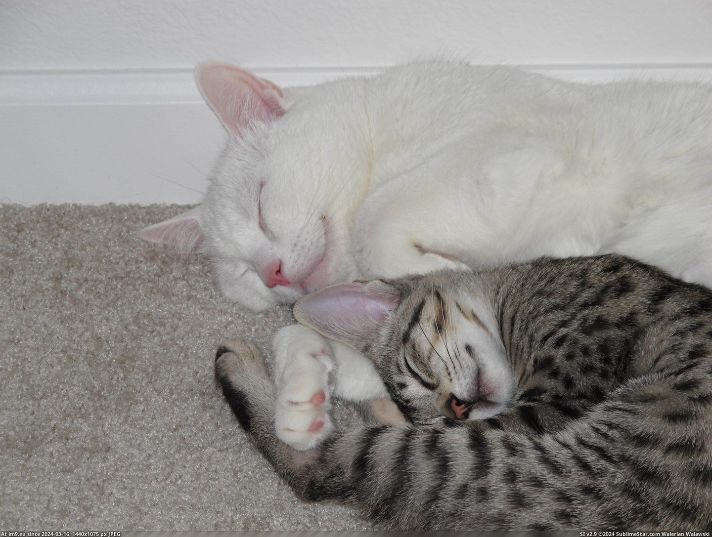 #Cats  #Inseparable [Cats] They're inseparable. 7 Pic. (Bild von album My r/CATS favs))