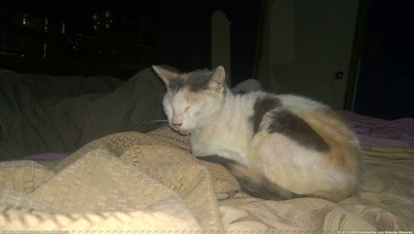 #Cats #Share #Thought #Dead #Missing #Baby #Wanted #Tonight [Cats] This is baby. I thought she was dead, she's 14 and went missing, came home tonight. I just wanted to share. Pic. (Image of album My r/CATS favs))