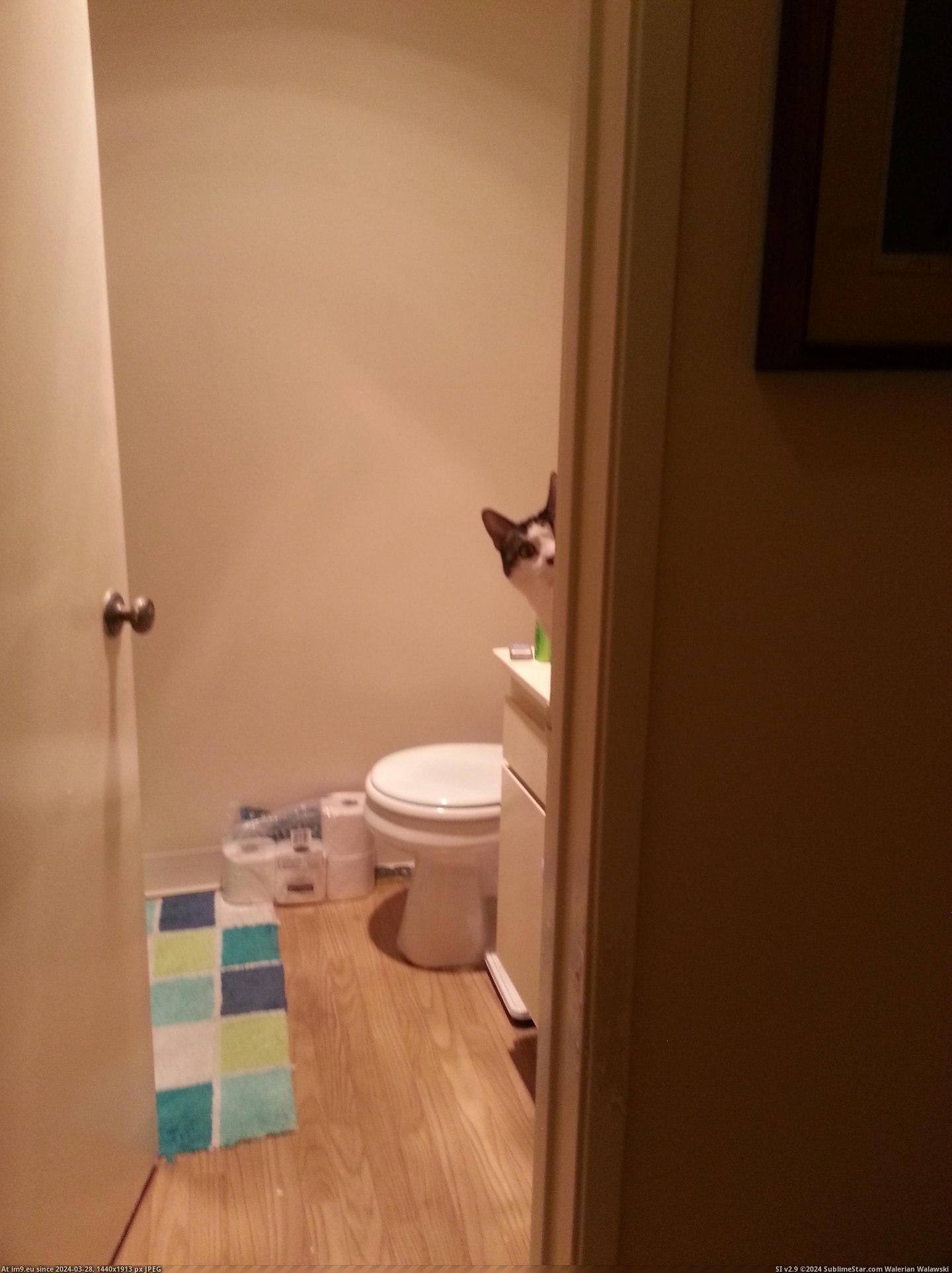 #Cats #For #Cat #Him #Run #Way #Water #Bathroom [Cats] This is my cat's way of asking me to run the water for him in the bathroom Pic. (Изображение из альбом My r/CATS favs))