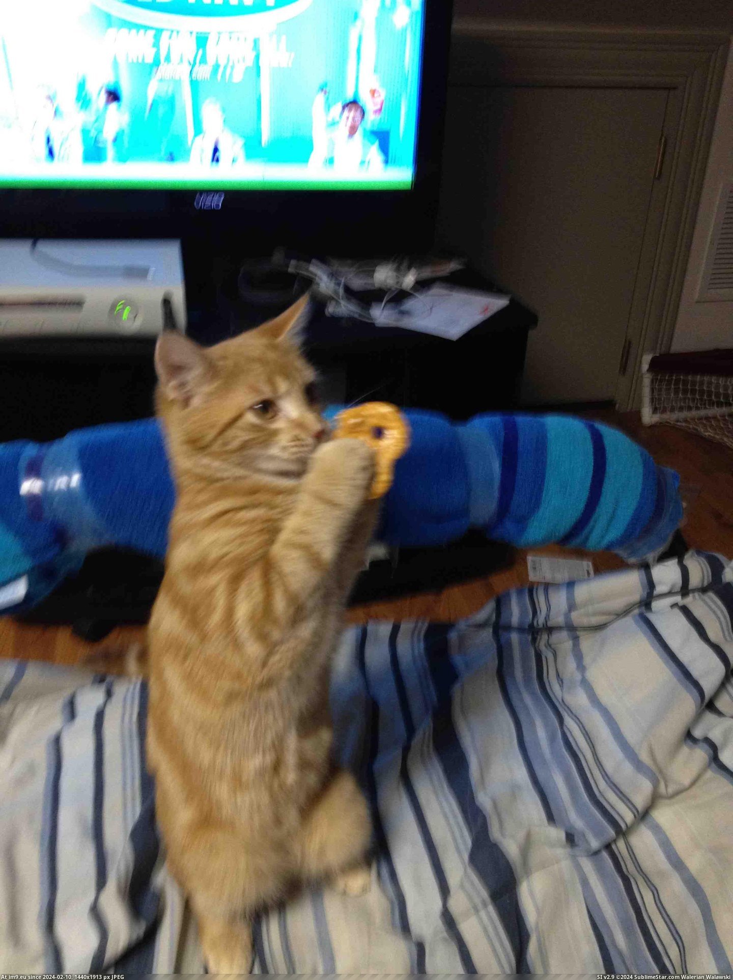#Cats #Cat #Pretzel #Kitten #Holding [Cats] this is my cat when he was a kitten holding a pretzel.. Pic. (Image of album My r/CATS favs))