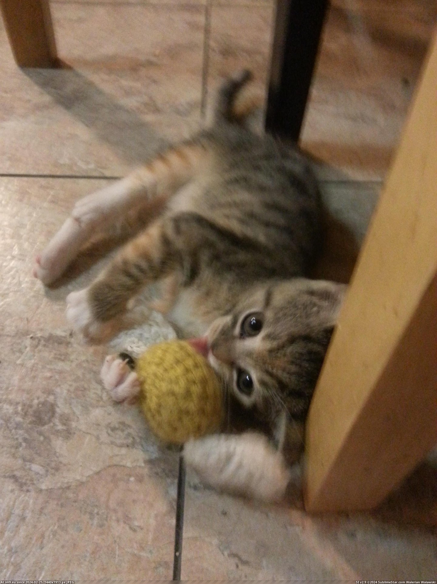 #Cats #Baby #Foster #Seeker #Snitch #Toy #Playing [Cats] This is my foster baby playing with her toy snitch. She's the best seeker I know. Pic. (Image of album My r/CATS favs))