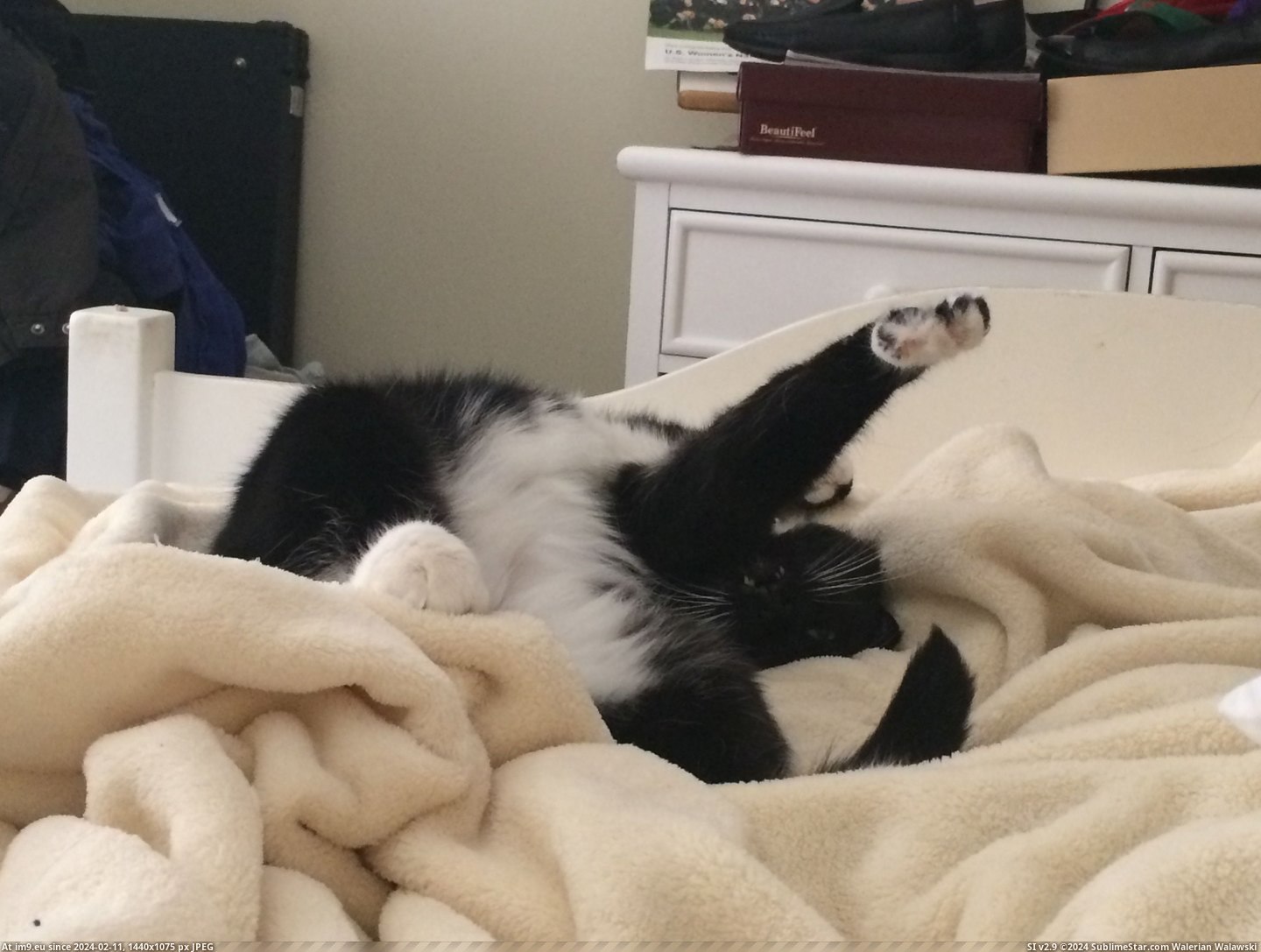 #Cats #Cat #Loki #Stupidest #Faces #Idiot [Cats] This is my idiot cat, Loki. She makes the stupidest faces I've ever seen. 9 Pic. (Image of album My r/CATS favs))