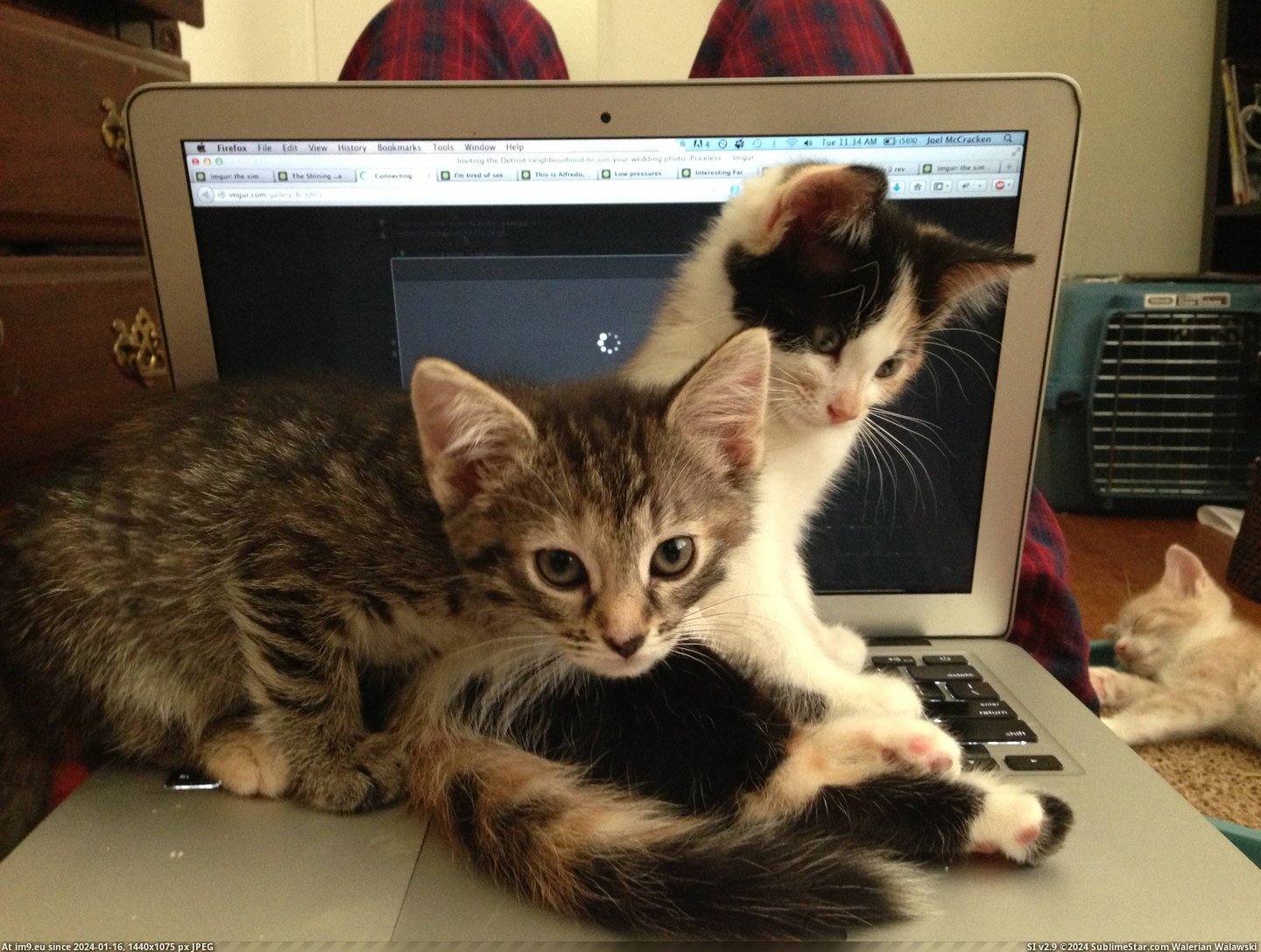 #Cats #Room #Foster #Silly #Laptop #Thought #Kittens [Cats] Thought I could be on my laptop in a room with 7 foster kittens. Silly me. Pic. (Image of album My r/CATS favs))