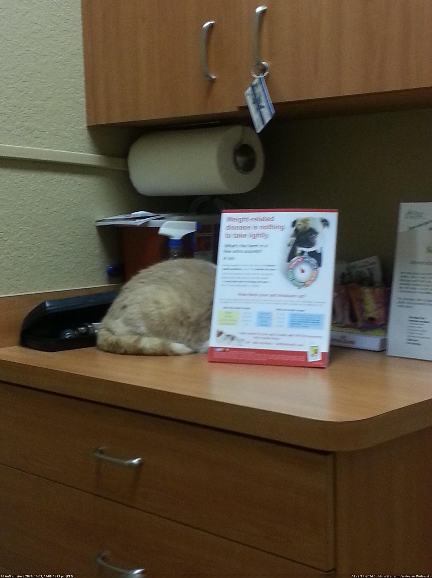 #Cats #Vet #Instantly #Cat [Cats] Took my cat to the vet, he tried to hide instantly 1 Pic. (Bild von album My r/CATS favs))