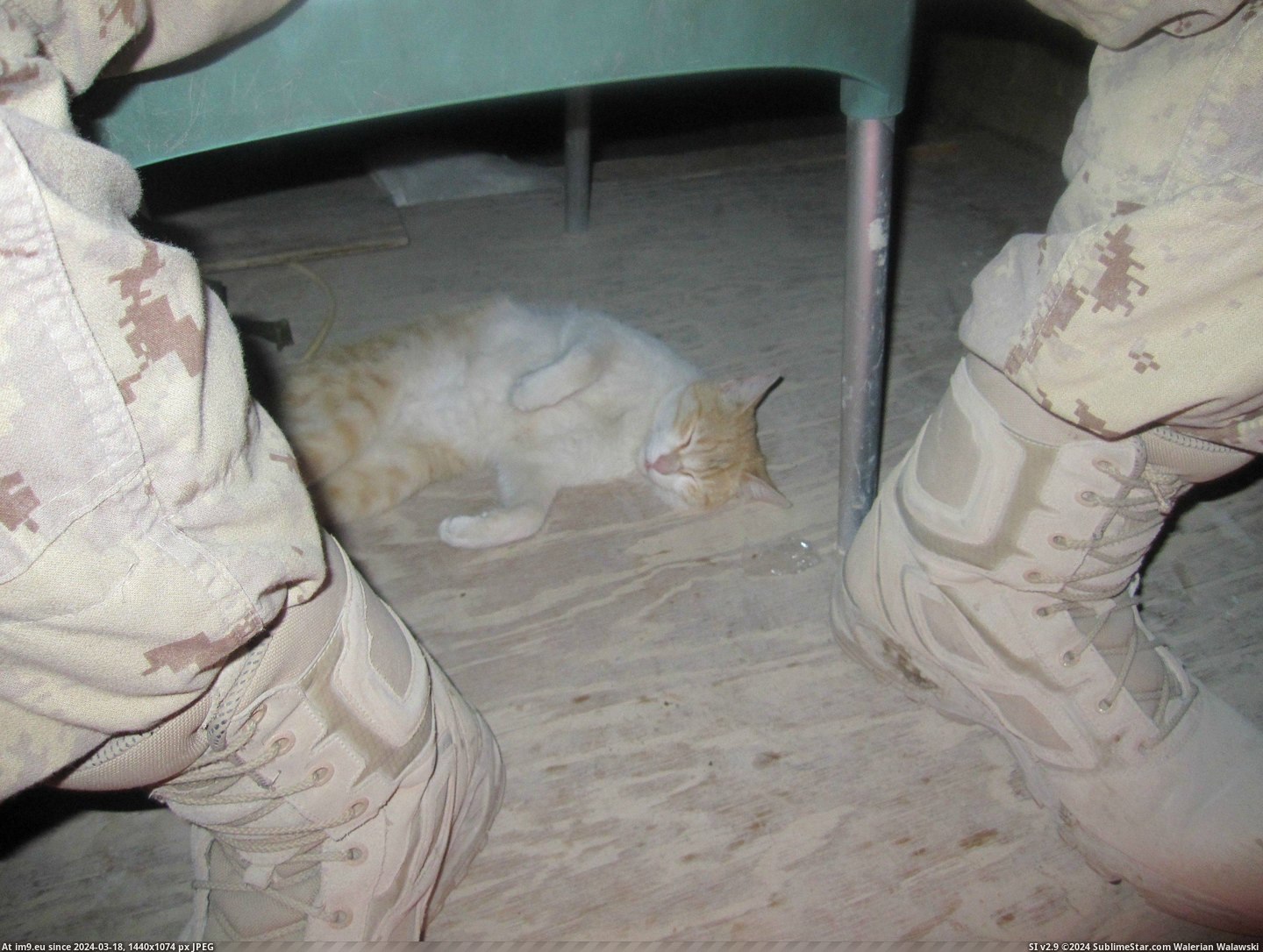 #Cats #Guard #Camp #Afghanistan #Cheetah #Tower #Helping [Cats] Tower Cheetah helping me guard my camp in Afghanistan. 4 Pic. (Image of album My r/CATS favs))